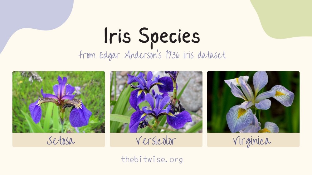 The three iris species setosa versicolor virginica from the iris dataset