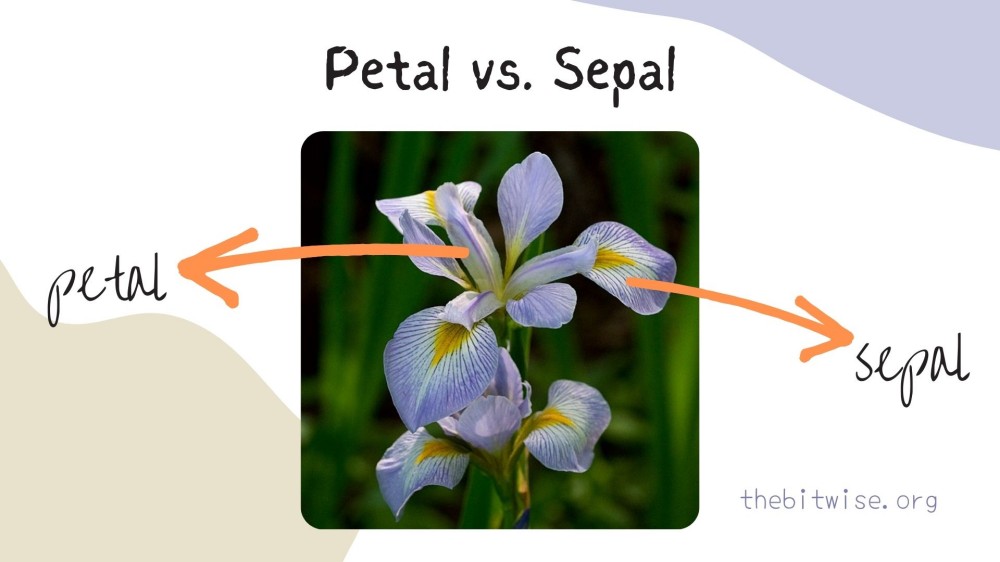 What's the difference between a petal and a sepal?